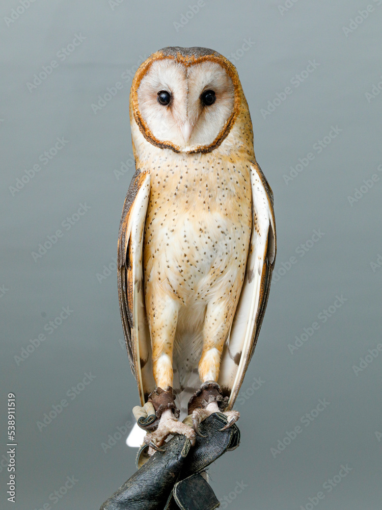 Naklejka premium Beautiful owl Tyto furcata on white background