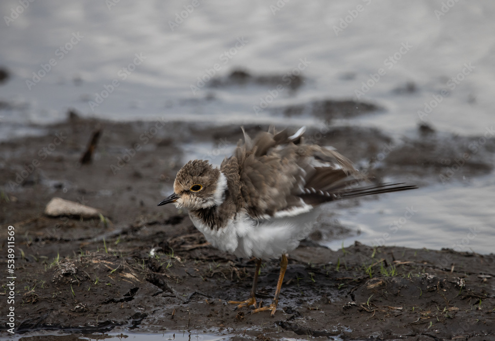 Little Ringed Plover on the Ground ( Animal Portrait ) Little Ringed Plover on the Ground ( Animal Portrait )
