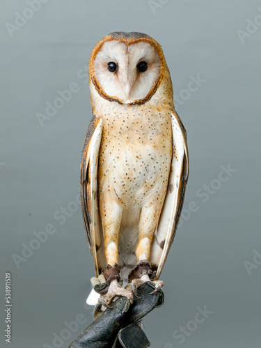 Beautiful owl Tyto furcata on white background