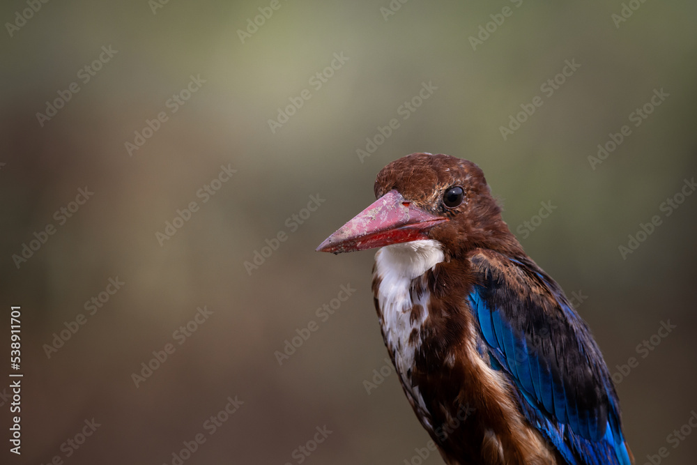 White-throated Kingfisher close up shot (Animal Portrait) White-throated Kingfisher close up shot (Animal Portrait)