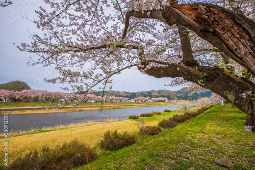 秋田県　角館の桜並木  © スプやん