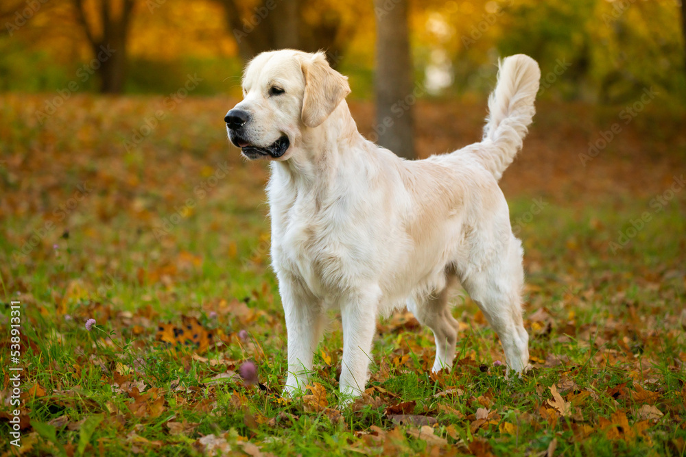 Beautiful golden retriever in golden autumn. Beautiful golden retriever in golden autumn.
