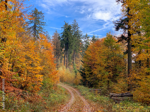 Autumn road in dense forest