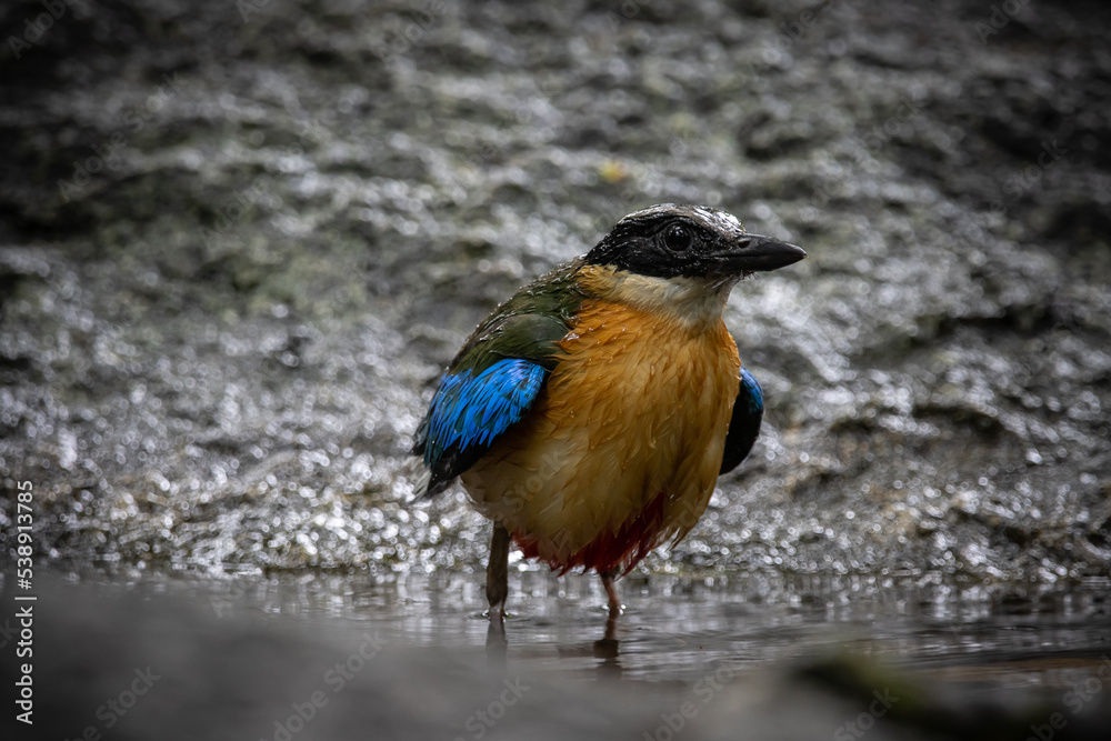 Fototapeta premium Blue-winged Pitta (Pitta moluccensis) Animal portrait.