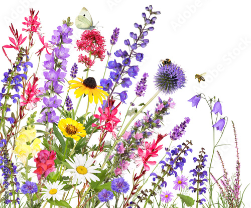 Colorful garden flowers with insects, transparency background
