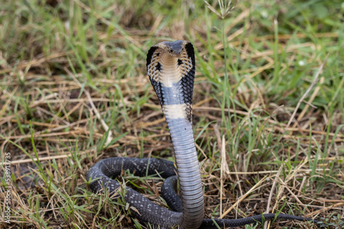  Monocled Cobra on the ground Animal portriat.
