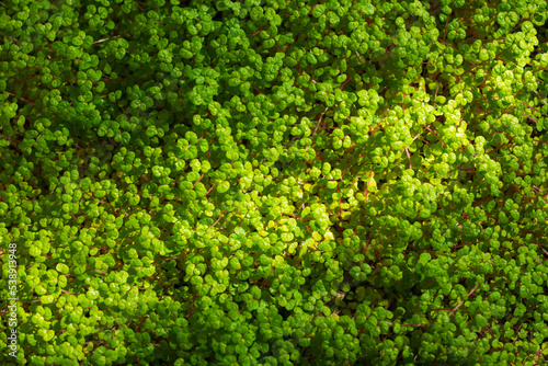 Lush Green Helxine soleirolii background. Soleirolia Gaud
