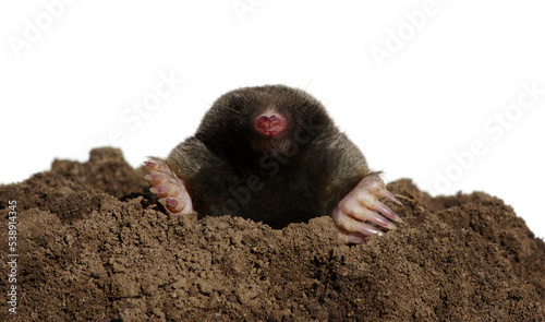 Mole with claws and paws