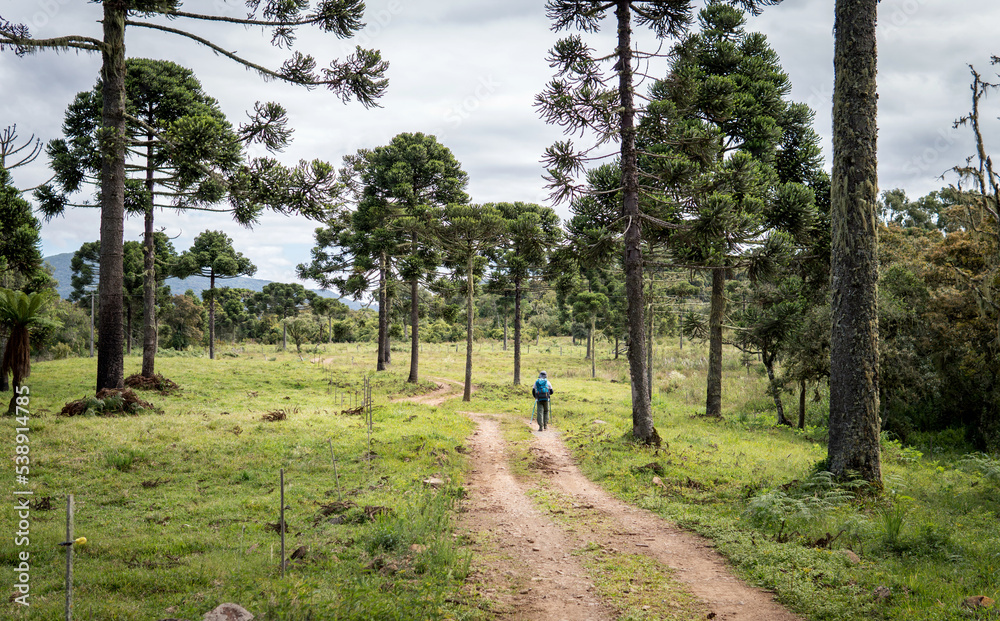 Obraz premium Trail through the tall and beautiful pines of Araucária Angustifolia with Man walking with backpack