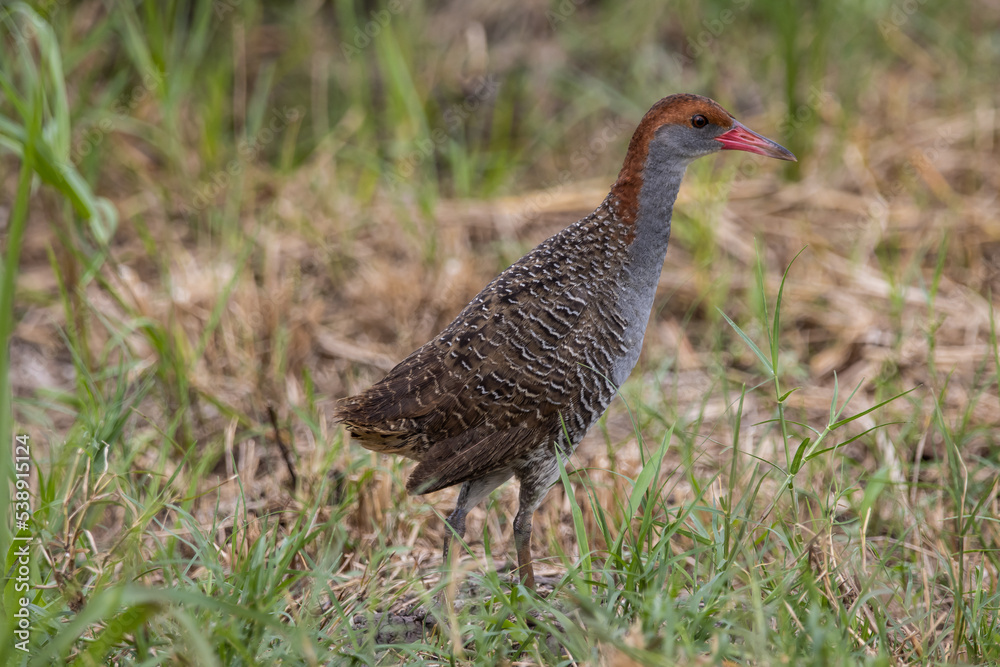Slaty-breasted Rail on the ground close up shot. Slaty-breasted Rail on the ground close up shot.