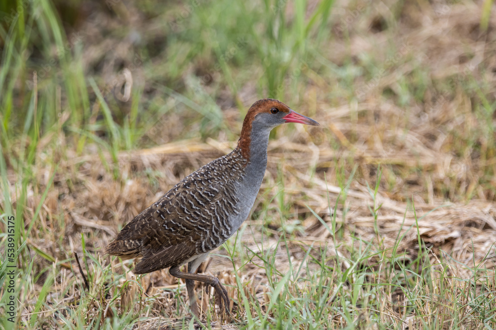 Slaty-breasted Rail on the ground close up shot. Slaty-breasted Rail on the ground close up shot.