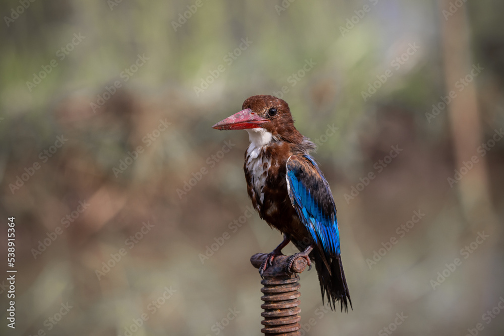 Obraz premium White-throated Kingfisher close up shot (Animal Portrait)