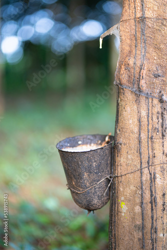 Raccolta di piantagioni di alberi della gomma in un'azienda agricola biologica. photo