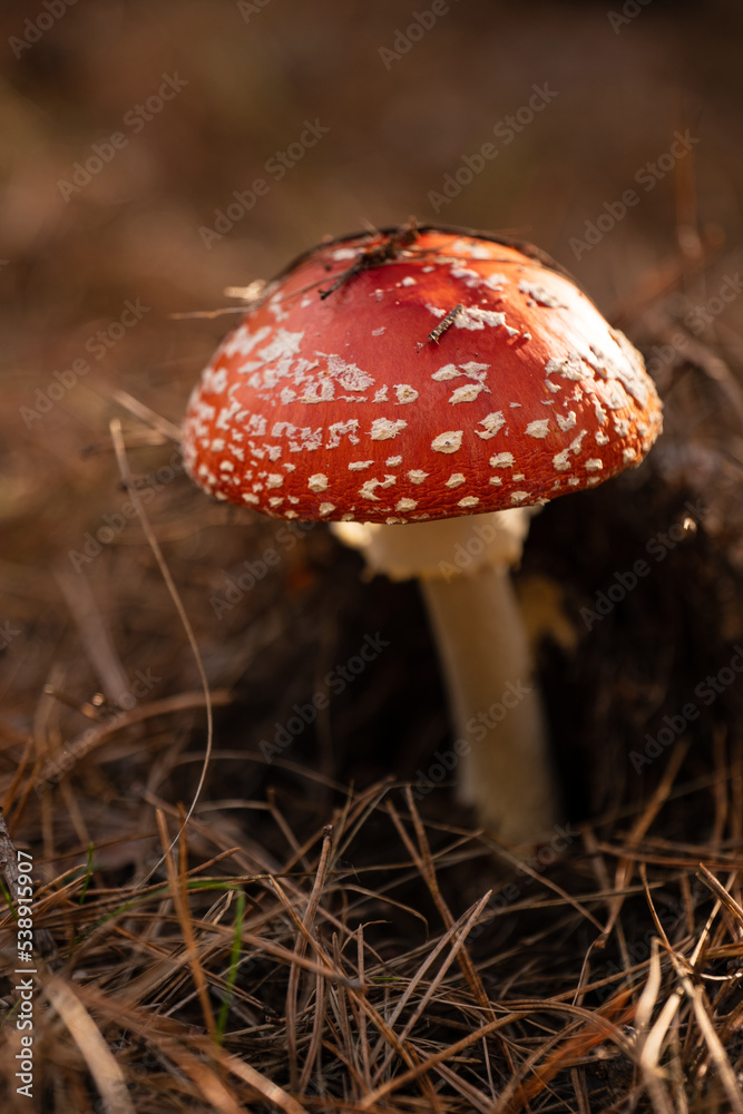 Close up on toxic and hallucinogen mushroom Fly Agaric in their natural habitats Close up on toxic and hallucinogen mushroom Fly Agaric in their natural habitats
