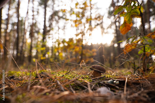 The Polish mushroom in the autumn forest 