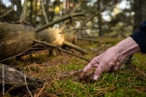 Mushrooms picking. Polish mushroom in autumn forest. Season of gathering mushrooms