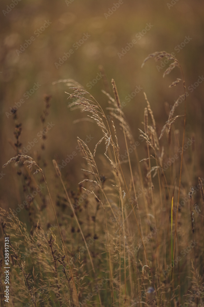 Fototapeta premium Grass in the field on sunset, golden hour field