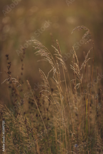 Grass in the field on sunset, golden hour field
