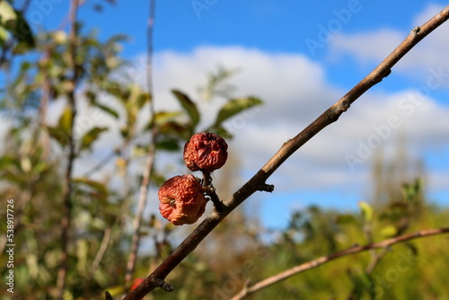 Wrinkled little apples on a tree branch photo
