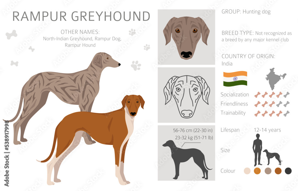 Rampur Greyhound clipart. All coat colors set.  All dog breeds characteristics infographic