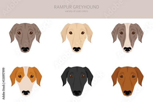 Rampur Greyhound clipart. All coat colors set.  All dog breeds characteristics infographic