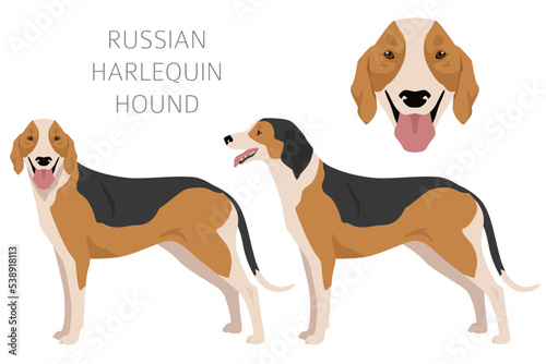Russian Harlequin Hound clipart. All coat colors set. All dog breeds characteristics infographic