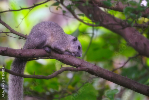 out of focus and blurred with noise reduction, Squirrel resting on branch tree.