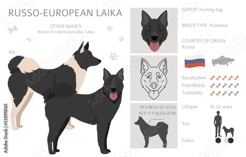 Russo-European Laika clipart. All coat colors set.  All dog breeds characteristics infographic