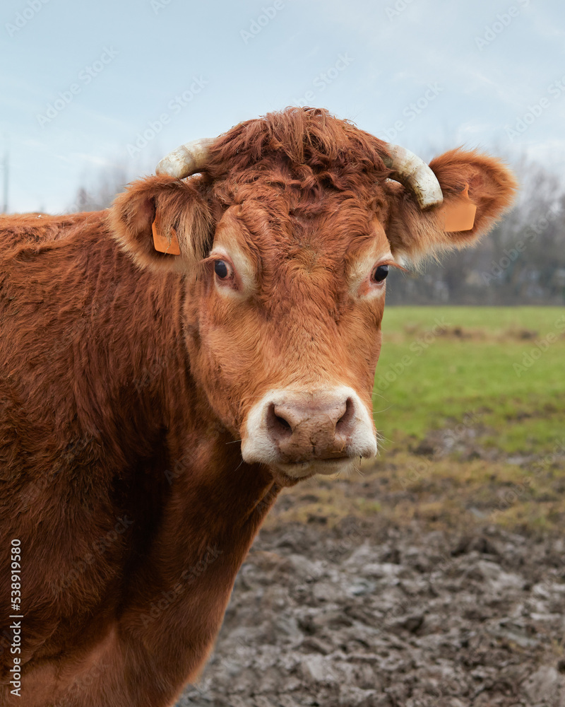 Head shot portrait of brown Limousin cow Head shot portrait of brown Limousin cow