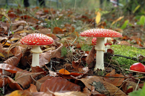 Side view of Amanita muscaria, commonly known as the fly agaric or fly amanita on a forest floor with dead leaves