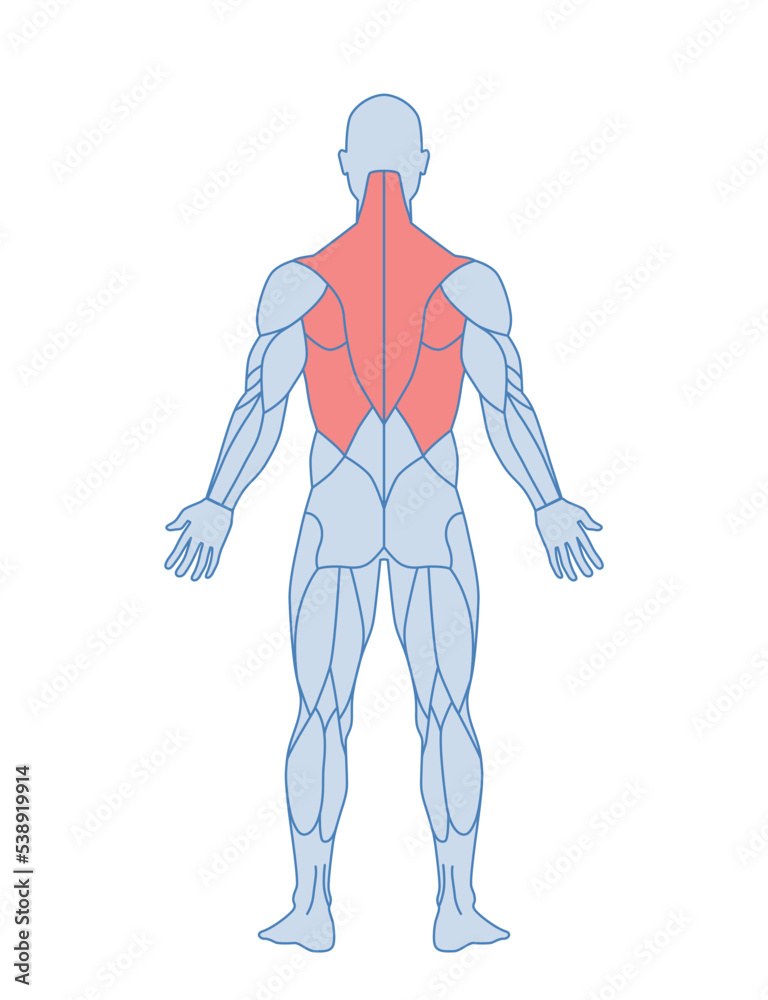 Male muscle anatomy. Body of man with red highlighted back muscles. Trapezius and latissimus dorsi muscle training. Design element for infographics. Cartoon flat vector illustration isolated on white Male muscle anatomy. Body of man with red highlighted back muscles. Trapezius and latissimus dorsi muscle training. Design element for infographics. Cartoon flat vector illustration isolated on white
