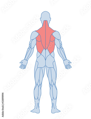 Male muscle anatomy. Body of man with red highlighted back muscles. Trapezius and latissimus dorsi muscle training. Design element for infographics. Cartoon flat vector illustration isolated on white