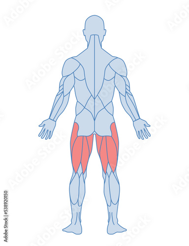 Male muscle anatomy. Figure of man with highlighted muscles of back of thigh. Semimembranosus and semitendinosus. Design element for sports poster. Cartoon flat vector illustration isolated on white photo