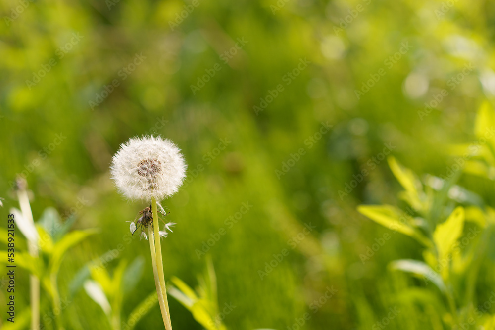 beautiful flowers on a green meadow beautiful flowers on a green meadow