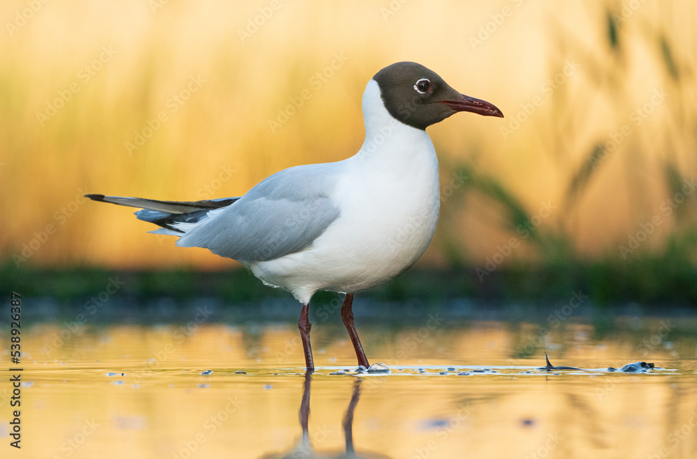 Fototapeta premium Black-headed gull (Chroicocephalus ridibundus)