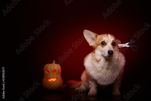 A corgi dog in a terrifying Halloween costume. The frightened face of a dog. Scissors are stuck in the dog's head. A dog and a pumpkin on a red background.