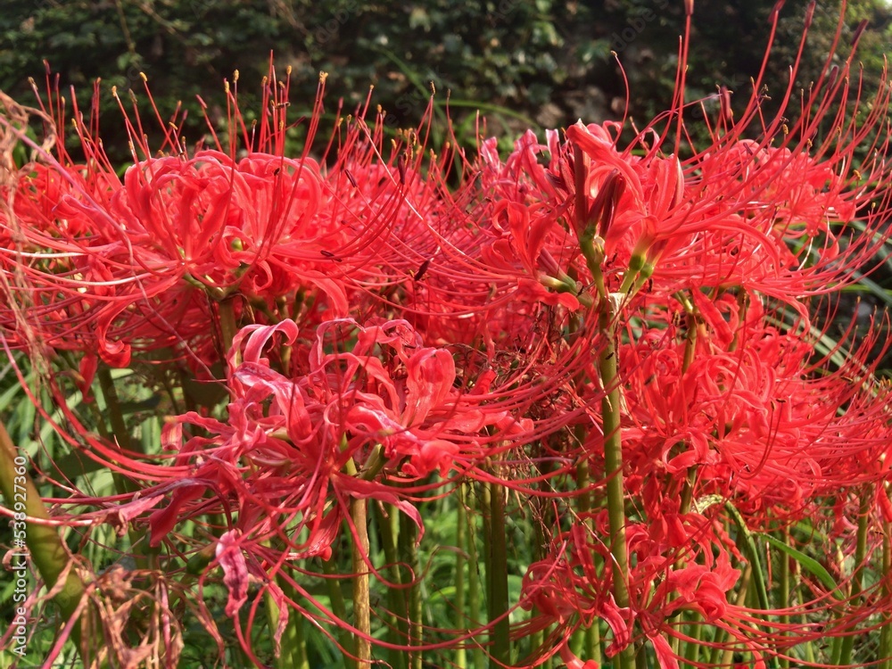 Foto de cluster amaryllis.The cluster amaryllis is a flower of many