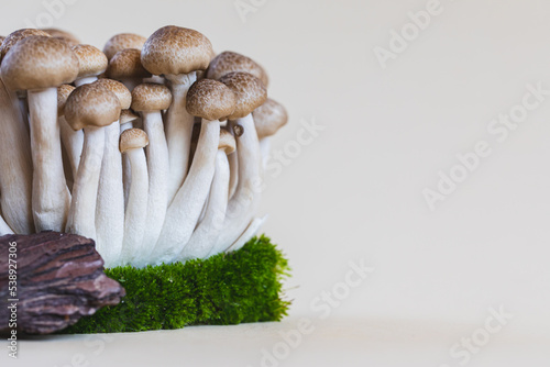 Cluster of fresh brown shimeji mushrooms close up. shimeji mushrooms on a light background with stone and moss