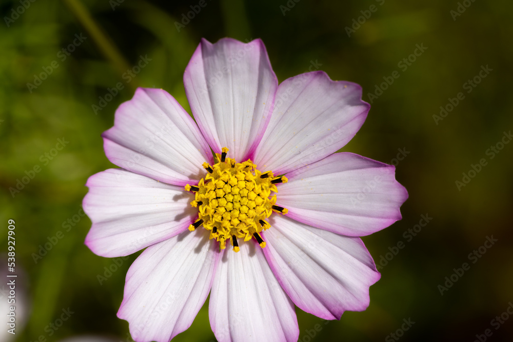 Close up cosmos flower in the garden. Macro flower photography Close up cosmos flower in the garden. Macro flower photography