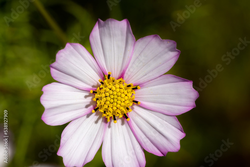 Close up cosmos flower in the garden. Macro flower photography