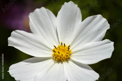 Close up cosmos flower in the garden. Macro flower photography