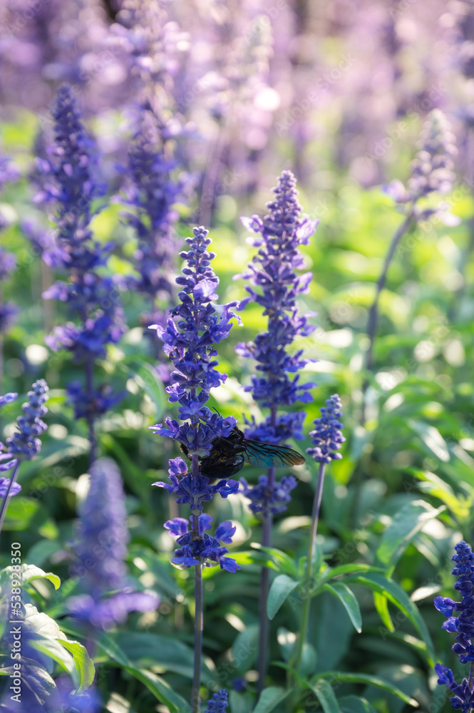 Obraz premium Purple lavender flower blooming in the garden