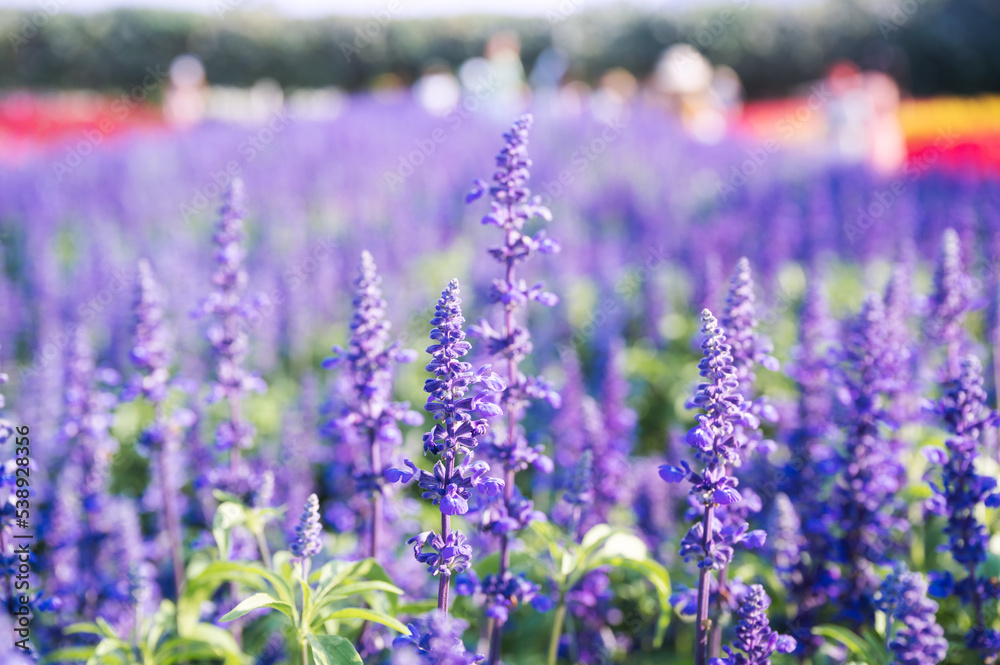 Obraz premium Purple lavender flower blooming in the garden