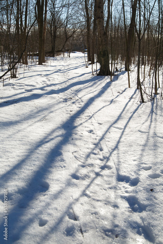 Shadows from trees on a snowy surface in a winter forest.