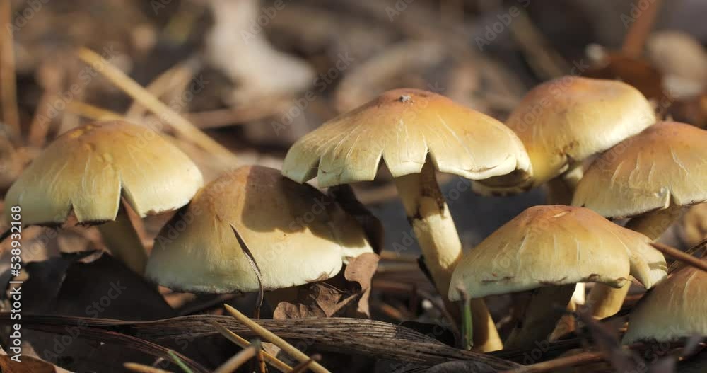 Mushrooms in the wild forest Mushrooms in the wild forest