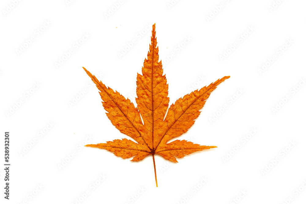 Autumn leaves on a white background isolated. Collection of colorful fallen autumn leaves. Autumn leaves on a white background isolated. Collection of colorful fallen autumn leaves.