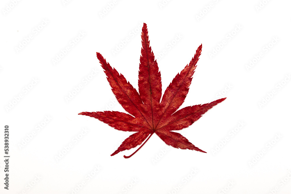 Autumn leaves on a white background isolated. Collection of colorful fallen autumn leaves. Autumn leaves on a white background isolated. Collection of colorful fallen autumn leaves.