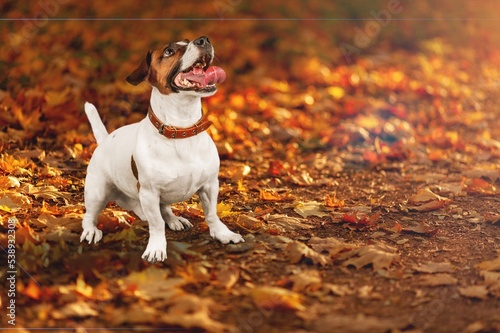 Happy domestic dog walking in autumn park