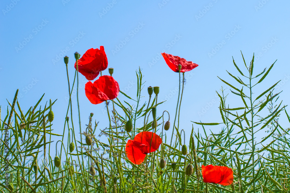 Obraz premium Mohn Vielfalt