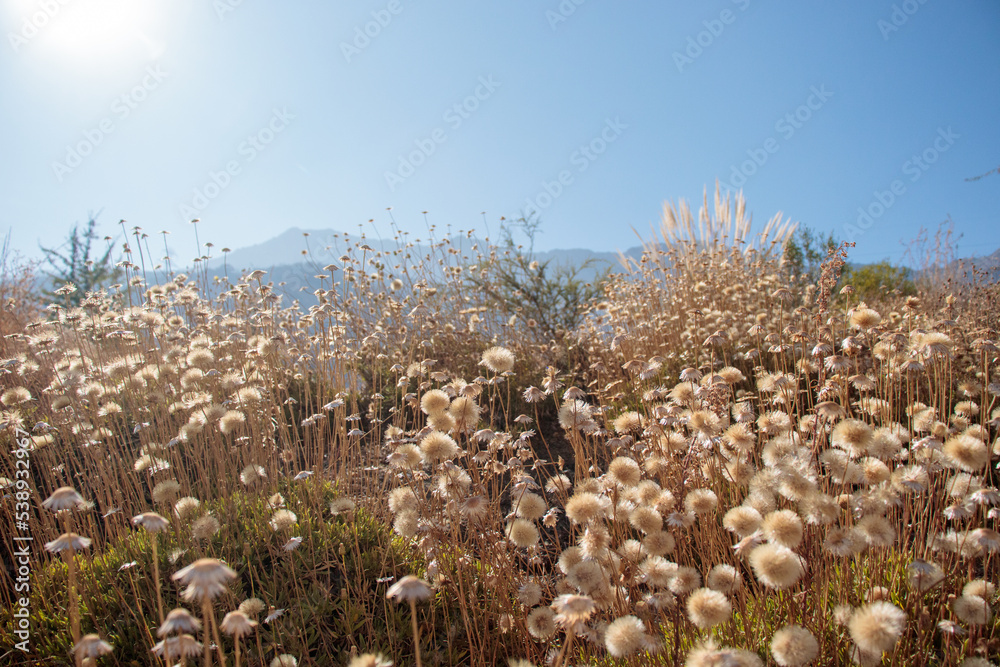 deset flowers background